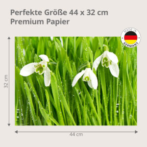 Schneeglöckchen – Frühlingsblüher im Morgentau - Tischset Papier – Bild 3