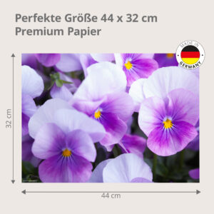 Stiefmütterchen – Viola-Veilchen weiß, lila - Tischset Papier – Bild 3