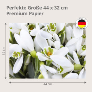 Schneeglöckchen – Großaufnahme zarter Blüten - Tischset Papier – Bild 3