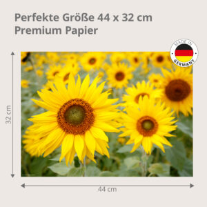 Sonnenblumenfeld - Tischset Papier – Bild 3