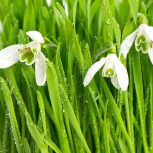 Frühling