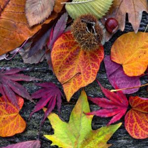 Herbst