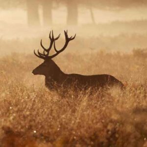 Hirsche & Waldtiere