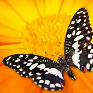 Schmetterlinge & Vögel