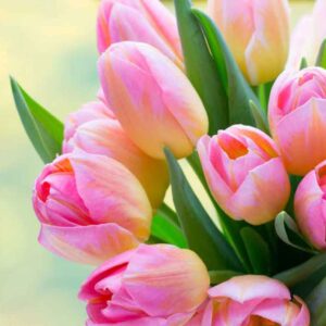 Tulpen