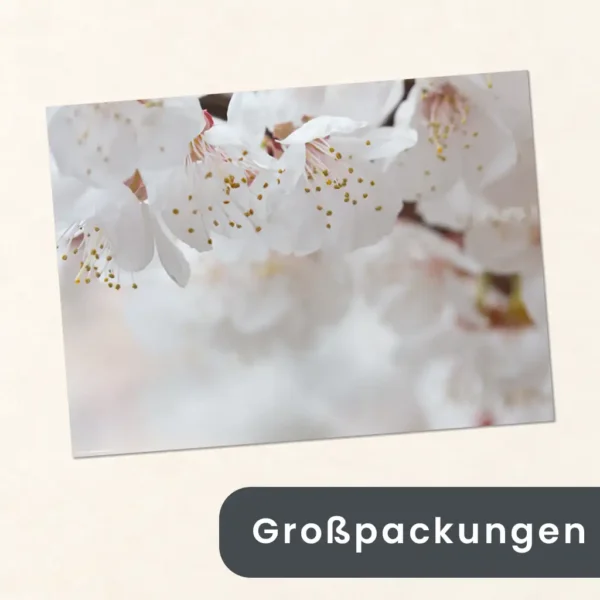 Großverpackung - Frühling - Zarte Kirschblüten weiß - Papiertischsets
